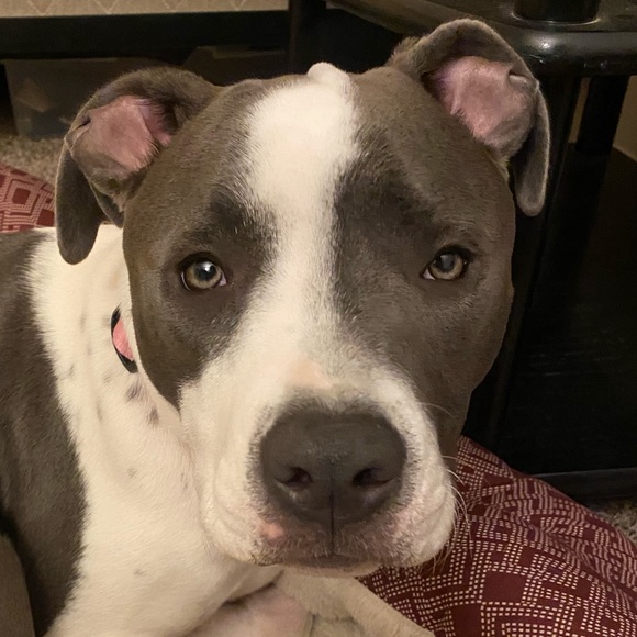 Meet your Posher, Casey - Picture 1 of 1